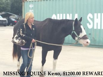 MISSING EQUINE Keno, $1200.00 REWARD  - CLOSED Near Van Vleck, TX, 77482